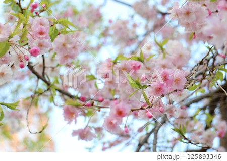 春の訪れを告げる河津桜 125893346