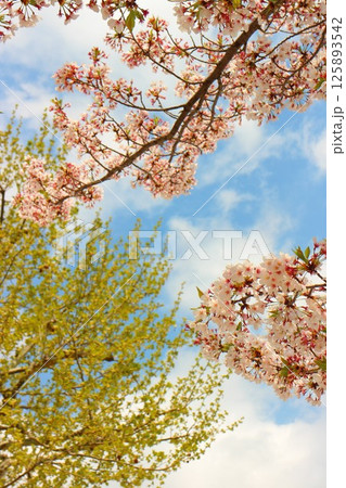 青空に映える桜 125893542