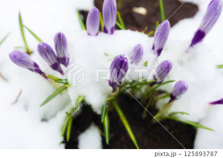 Beautiful purple crocus flowers break through a fresh layer of snow, heralding the arrival of spring and demonstrating the amazing resilience of nature's cycles. The first spring flowers in the snow. 125893787