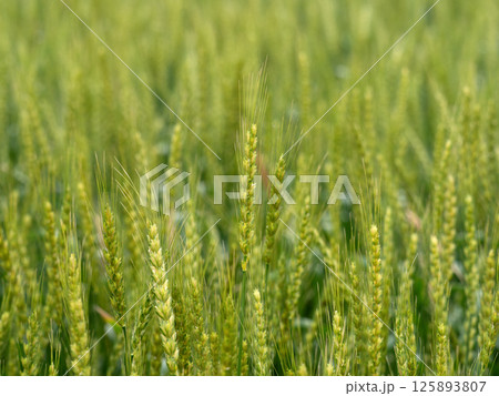 コムギ畑 125893807