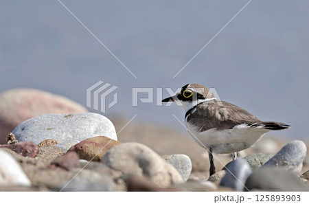 Little Ringed Plover - Charadrius dubius, Greece Little Ringed Plover - Charadrius dubius, Greece 125893903