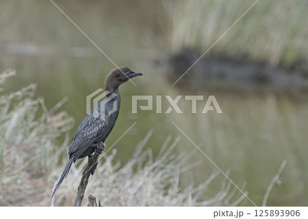 A globally threatened Pygmy Cormorant (Microcarbo pygmaeus), Greece A globally threatened Pygmy Cormorant (Microcarbo pygmaeus), Greece 125893906