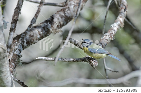 Eurasian Blue Tit (Cyanistes caeruleus), Greece 125893909