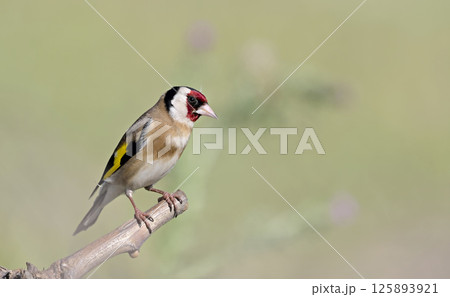 European Goldfinch (Carduelis carduelis), Greece 125893921
