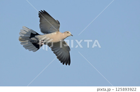 Collared Dove (Streptopelia decaocto), Crete  125893922
