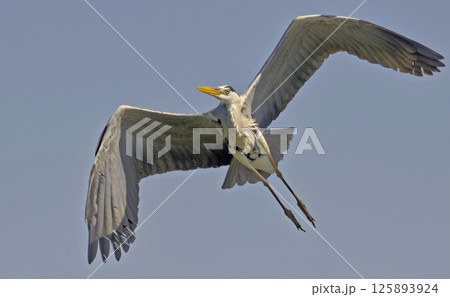 Grey Heron - Ardea cinerea, Crete 125893924