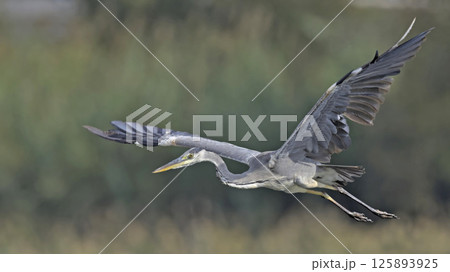 Grey Heron - Ardea cinerea, Crete 125893925