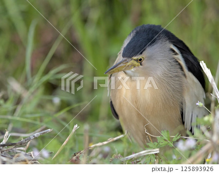 Little Bittern (Ixobrychus minutus), Crete 125893926