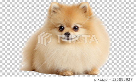 A fluffy Pomeranian with a round shape showcases its well-groomed fur while sitting calmly on a soft surface. Its bright eyes and cheerful expression add charm to the moment. 125893927
