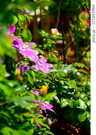 春のガーデン 紫のクレマチス 元気な新緑 春のガーデン 紫のクレマチス 元気な新緑 125893960