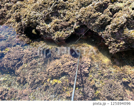 磯海岸の様子 5月 磯海岸の様子 5月 125894096