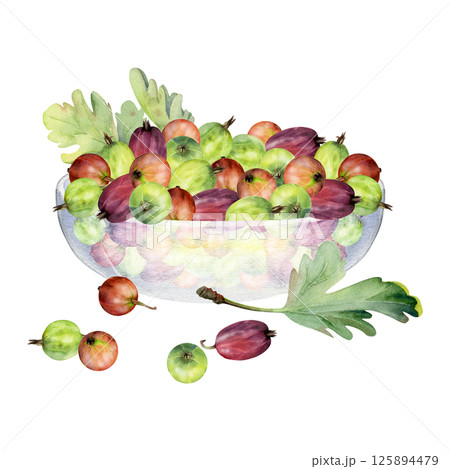 Gooseberry Currant berries leaves in glass bowl hand drawn in watercolor, ripe picked harvest, lingonberry huckleberry juneberry. Isolated illustration. Dessert menu, cookbook, farmers market grocery 125894479
