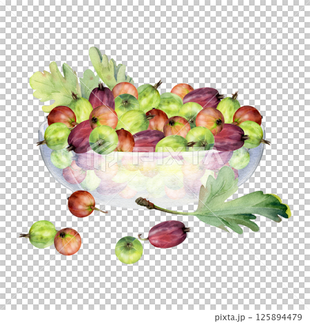 Gooseberry Currant berries leaves in glass bowl hand drawn in watercolor, ripe picked harvest, lingonberry huckleberry juneberry. Isolated illustration. Dessert menu, cookbook, farmers market grocery 125894479