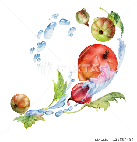 Currant gooseberry flying in water splash with green leaves and dew drops, ripe garden berry juneberry casseille jostaberry. Isolated illustration hand drawn in watercolor. Cafe menu, farmers market 125894484