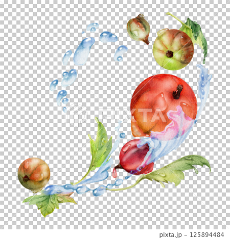Currant gooseberry flying in water splash with green leaves and dew drops, ripe garden berry juneberry casseille jostaberry. Isolated illustration hand drawn in watercolor. Cafe menu, farmers market 125894484