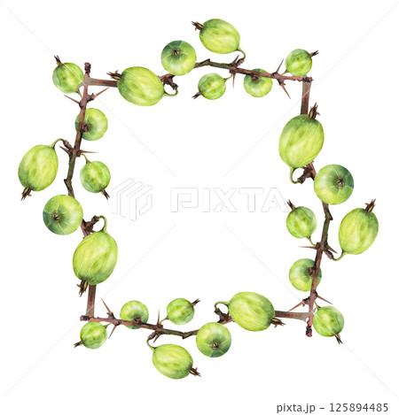Gooseberry Currant hanging on thorny branch, watercolor hand drawn. Ripe garden berry juneberry casseille jostaberry. Isolated square frame illustration. Preserves, cookbook, grocery store stationery 125894485