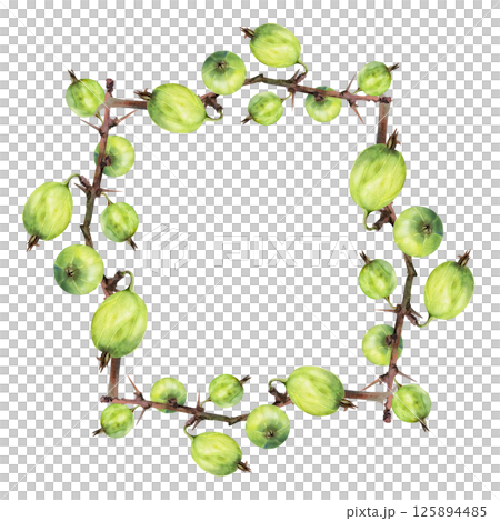 Gooseberry Currant hanging on thorny branch, watercolor hand drawn. Ripe garden berry juneberry casseille jostaberry. Isolated square frame illustration. Preserves, cookbook, grocery store stationery 125894485