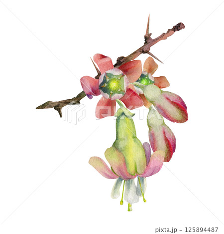 Gooseberry bell flower buds on thorny spiked branch, juneberry casseille currant. Cut out botanical illustration hand drawn in watercolor. Seasonal farmer calendar, florist shop, wedding stationery Gooseberry bell flower buds on thorny spiked branch, juneberry casseille currant. Cut out botanical illustration hand drawn in watercolor. Seasonal farmer calendar, florist shop, wedding stationery 125894487