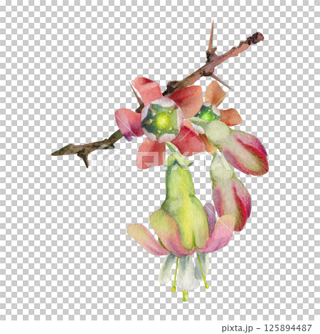 Gooseberry bell flower buds on thorny spiked branch, juneberry casseille currant. Cut out botanical illustration hand drawn in watercolor. Seasonal farmer calendar, florist shop, wedding stationery Gooseberry bell flower buds on thorny spiked branch, juneberry casseille currant. Cut out botanical illustration hand drawn in watercolor. Seasonal farmer calendar, florist shop, wedding stationery 125894487