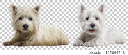 A West Terrier dog is shown in two states, one dirty and shaggy, and the other clean and well-groomed. The contrast highlights the grooming process and results. 125894648