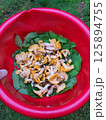 Freshly Foraged Chanterelle Mushrooms in a Red Bowl with Green Leaves, Close Up 125894755