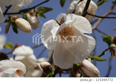 大きな白い花びらのコブシモドキの花をアップで撮影した風景 大きな白い花びらのコブシモドキの花をアップで撮影した風景 125894772