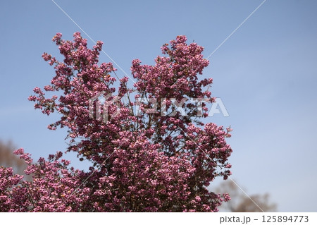青空とピンクの小さな花びらのジャノメエリカという花が満開に咲く花木の風景 青空とピンクの小さな花びらのジャノメエリカという花が満開に咲く花木の風景 125894773