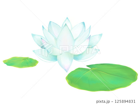 美しい蓮の水彩イラスト素材 美しい蓮の水彩イラスト素材 125894831
