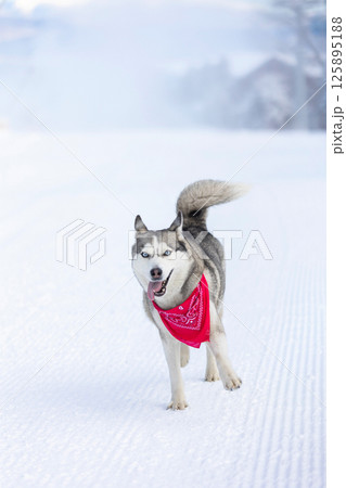 Siberian Husky dog running, winter snow 125895188