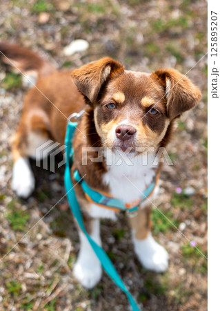 Brown mutt puppy dog sitting outdoor. Mix Breed 125895207