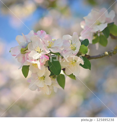 A beautifully blossoming fruit tree - an apple tree. White flowers in nature and spring time. Background for May. 125895238