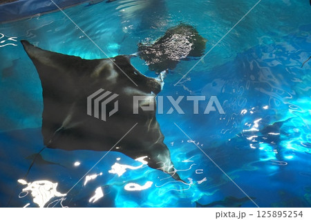 美ら海水族館 美ら海水族館 125895254