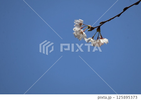 青空と1枝の先に咲く桜の花の風景 青空と1枝の先に咲く桜の花の風景 125895373
