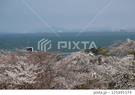 桜の咲く先に青い湖面の琵琶湖と霞む対岸の街並みと山並みと空の見える風景 125895374
