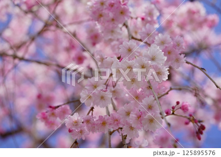 枝垂れ桜の若い枝を真下から見上げる 125895576