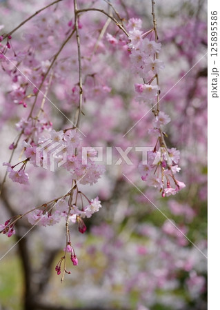 枝垂れ桜の花園・可愛い一枝 125895586
