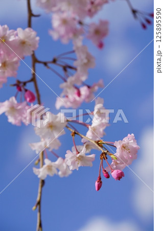 可愛い枝垂れ桜青空に見上げる 125895590