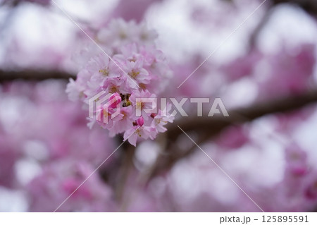 若い枝垂れ桜の一枝に迫る 125895591