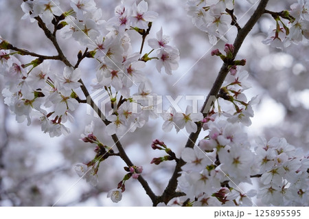 春爛漫・満開の桜・七変化（露出4種）4/4 125895595