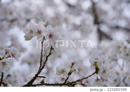 満開の桜の中で 125895599