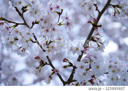 春爛漫・満開の桜・七変化(露出4種)1/4 春爛漫・満開の桜・七変化(露出4種)1/4 125895607