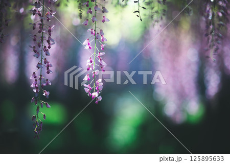 美しい藤の花 125895633