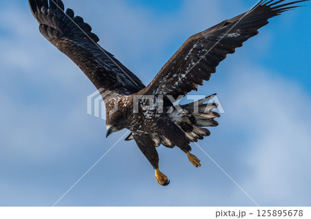 知床 冬 知床 冬 125895678