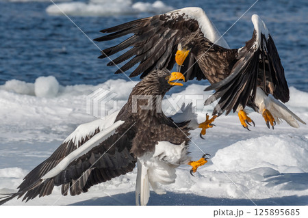 知床　冬 125895685