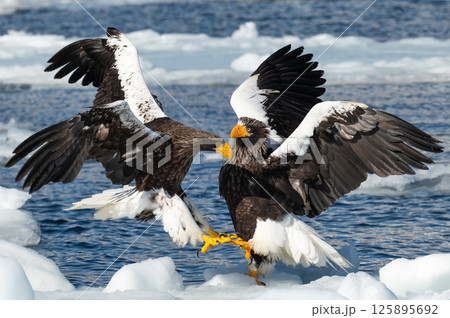 知床　冬 125895692