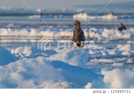 知床　冬 125895711