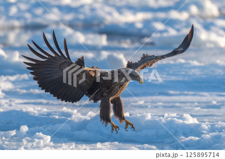 知床 冬 知床 冬 125895714