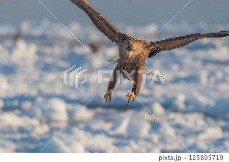 知床　冬 125895719