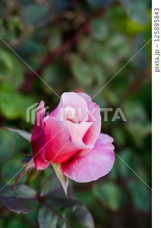 ディスタントドラムス ディスタントドラムス 125895843