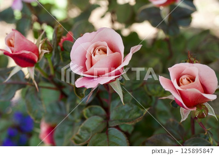 ディスタントドラムス ディスタントドラムス 125895847